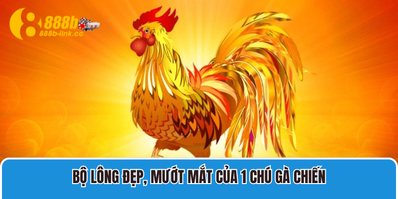 Bộ lông đẹp, mướt mắt của 1 chú gà chiến.