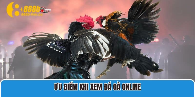 Ưu điểm khi xem đá gà online